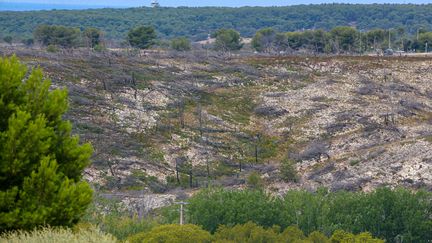 De la garrigue, des forêts de pins et des arbres secs, après un ancien incendie, à Sausset-les-Pins (Bouches-du-Rhône), le 24 juillet 2023. (NICOLAS GUYONNET / HANS LUCAS / AFP)