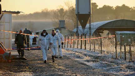 Une opération d'euthanasie menée dans un élevage de 8 000 canards à Latrille&nbsp;(Landes), le 6 janvier 2017. (MAXPPP)