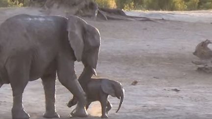 La maman éléphante et son bébé au&nbsp;Hide Safari Camp, dans l'enceinte du parc national de Hwange au Zimbabwe, décembre 2015 (THE HIDE SAFARI CAMP / YOUTUBE)