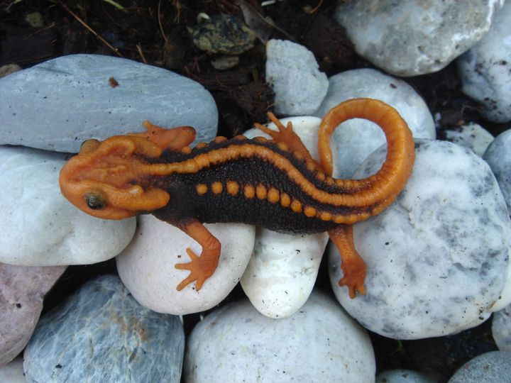 Un&nbsp;tylototriton anguliceps, découvert en Thaïlande. (PORRAWEE POMCHOTE / AFP)