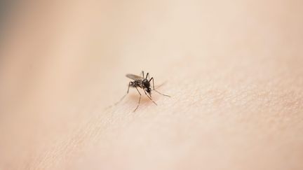 A tiger mosquito taken at the Pasteur Institute in Paris, May 16, 2024. (LE PARISIEN / OLIVIER ARANDEL / MAXPPP)