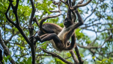 Des singes araignées dans une forêt d'Amérique centrale. (Illustration) (VW PICS / UNIVERSAL IMAGES GROUP EDITORIAL / GETTY IMAGES)