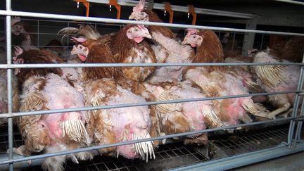 Une photo d'un élevage de poules, à&nbsp;Chauche (Vendée), diffusée par l'association L214, le 30 avril 2017. (L214 / AFP)