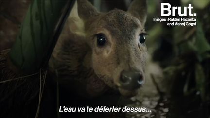 Quand il a entendu que des animaux étaient piégés dans un parc inondé, Manoj a tout fait pour les sauver...