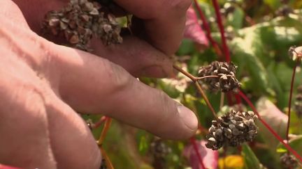 Alimentation : le grand retour du sarrasin