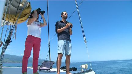 Port-Vendres (Pyrénées-Orientales) : sensibilisation des touristes à la sauvegarde des dauphins (France 3)