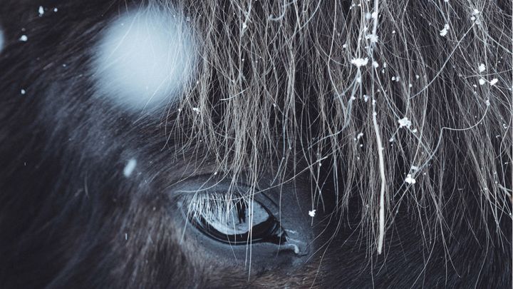 Couverture du livre "Des chevaux et du vent" d'Akiko Kawasaki. (Editions Picquier)