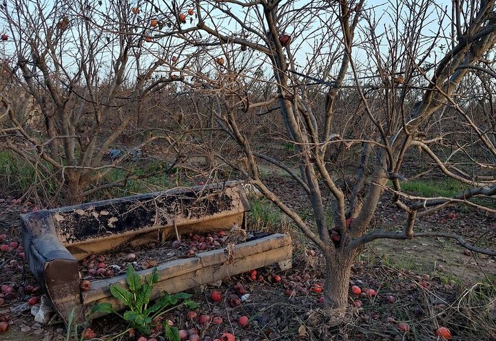 Dans le verger de Bernardo Ferrer, un canapé emporté par la crue. L'agriculteur n'a pas encore eu le temps de l'enlever. (ISABELLE LABEYRIE / RADIO FRANCE)