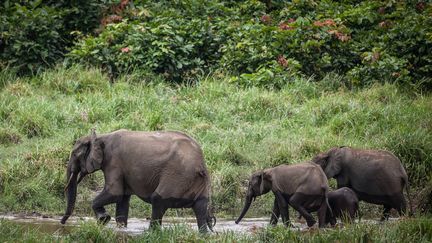 Des éléphants de forêt sont vus à Langoue Bai dans le parc national de l'Ivindo au Gabon, le 26 avril 2019. (AMAURY HAUCHARD / AFP)