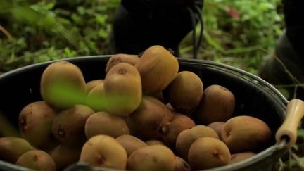 Réchauffement climatique : les kiwis français sont plus petits et plus tardifs (FRANCE 2)