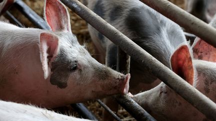 Ferme de They, à Sorans-les-Beureys, le 13 janvier 2021.&nbsp; (LUDOVIC LAUDE / MAXPPP)