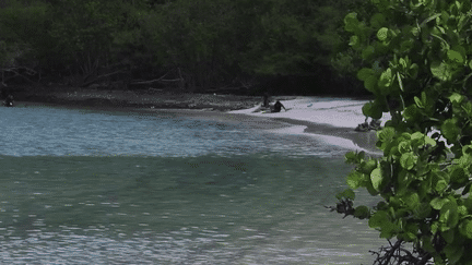 Iles Vierges : à la découverte de Maho Bay, une plage paradisiaque (France 2)