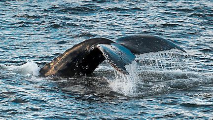 La zone marine autour de l'île de Pâques, dans le sud-est de l’océan Pacifique, abrite des mammifères marins fragiles, comme les baleines bleues et les baleines à bosse. (MAXPPP)