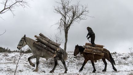 Il n'est pas rare de voir en Bulgarie, comme ici dans les environs de Sofia, la capitale, des bûcherons transporter à dos de cheval ou de mulet du bois de chauffage coupé illégalement. Une nécessité, sans doute, pour la population, mais, paradoxalement, un véritable fléau pour la forêt de ce pays. (NIKOLAY DOYCHINOV/AFP)