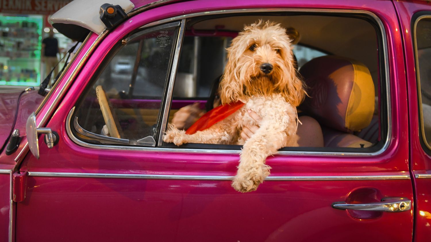 Ontdek de hilarische foto’s van de Comedy Pet Awards 2022-finalisten