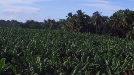 Antilles: des terres contaminées par le chlordécone