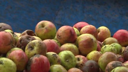 Prix de l'énergie : les producteurs de pommes appellent à l'aide