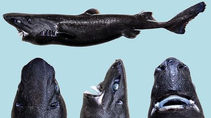 L'Etmopterus benchleyi, un requin à la peau noire et phosphorescente, découvert dans le Pacifique. (VICTORIA VASQUEZ / JOURNAL OF THE OCEAN SCIENCE FOUNDATION)