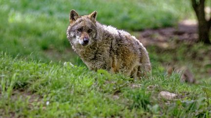 La Convention de Berne approuve le déclassement de la protection du loup pour faire face à l'augmentation de sa population