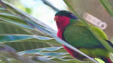 Océan Pacifique : à la découverte du Ura, l'oiseau rare de Rimatara