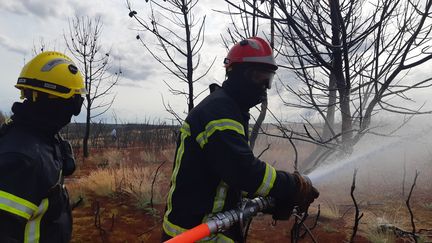 Des pompiers du Morbihan lors d’un exercice feu de forêt à Campénéac dans la forêt de Brocéliande. (SOLENE LE HEN / FRANCEINFO)