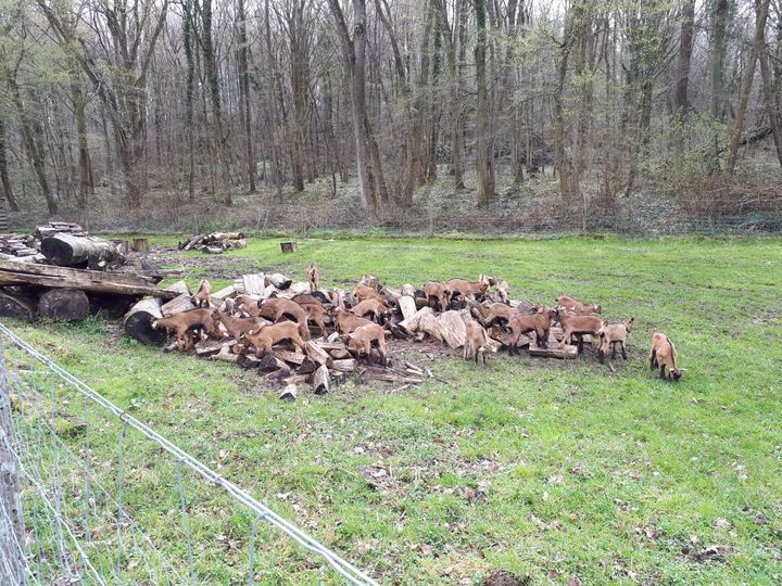 L'une des activités à&nbsp;la "ferme-prison" de Moyembrie (Aisne) est l’élevage avec des poules et des chèvres&nbsp;: les détenus-résidents produisent et vendent leurs fromages. (MATHILDE LEMAIRE / FRANCEINFO)