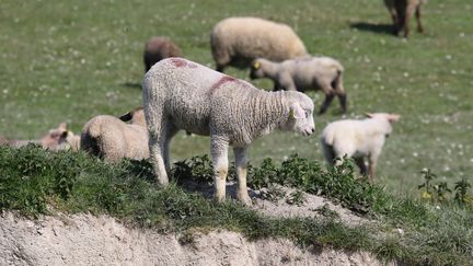 Les agneaux de prés-salés de la Baie de Somme, ici en pâture près du Crotoy, sont l'une des 12 viandes AOP de France regroupées au sein d'une même fédération, la FEVAO. (FRED HASLIN / MAXPPP)