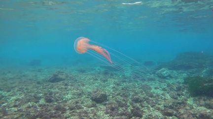 Alpes-Maritimes : plongée sous les eaux avec les photographes marins