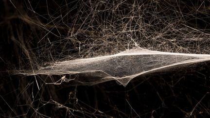 Pour sa quatrième carte blanche, le palais de Tokyo a invité l'artiste argentin Tomas Saraceno
 (Photographie Andrea Rossetti, 2018)