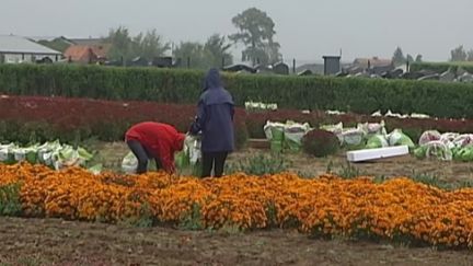 Le chrysanth&egrave;me &agrave; l'honneur pour la Toussaint. (CAPTURE D'ÉCRAN FRANCE 2)