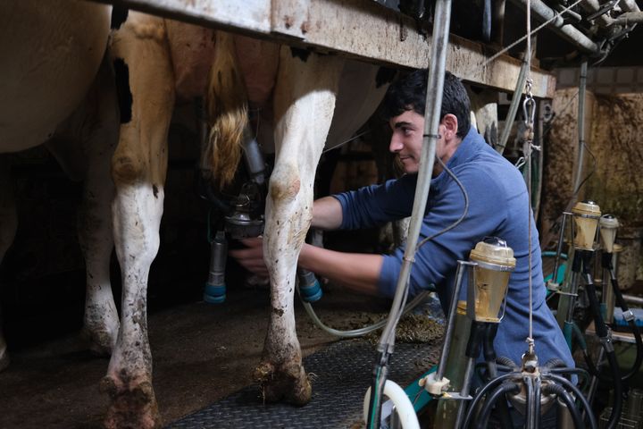 Victor Morin dans l'exploitation de son frère, à Boussais (Deux-Sèvres), le 30 septembre 2024. (ROBIN PRUDENT / FRANCEINFO)