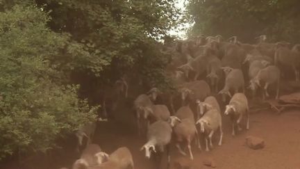 Sécheresse :&nbsp;489 millions d’euros d’aide gouvernementale pour les agriculteurs et éleveurs (France 2)