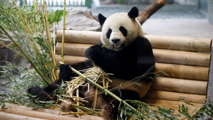 Le panda Jiao Qing découvre son enclos au zoo de Berlin (Allemagne), le 5 juillet 2017. (AXEL SCHMIDT / REUTERS)