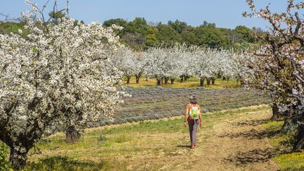 Des arbres fruitiers en fleurs dans le parc régional du Lubéron (Vaucluse), le 3 avril 2021. (GUIZIOU FRANCK / HEMIS.FR / AFP)