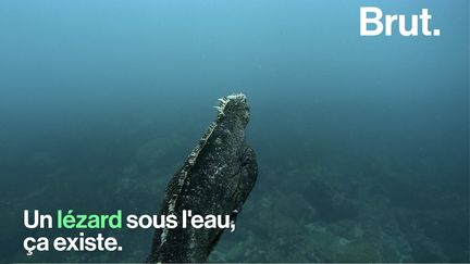 Espèce endémique des îles Galápagos, en Équateur, cet iguane a su s'adapter à son environnement au fil des siècles. (BRUT)