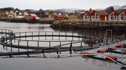 Une station d'élevage de saumons, dans le Nordland, en Norvège, le 2 avril 2019. (THOMAS MUNCKE / PICTURE ALLIANCE / AFP)