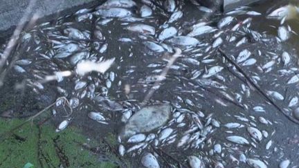 Pollution :&nbsp;des milliers de poissons morts dans un fleuve à la frontière entre l’Allemagne et la Pologne (France 2)