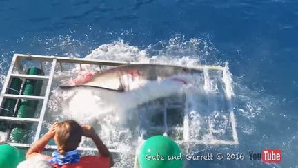 Capture d'écran de la vidéo où l'on voit un requin entrer dans une cage de plongée. (GABE AND GARRET / YOUTUBE)