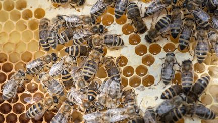 Des abeilles dans une ruche de Göppingen, en Allemagne, le 11 août 2016.&nbsp; (DANIEL MAURER / DPA / AFP)