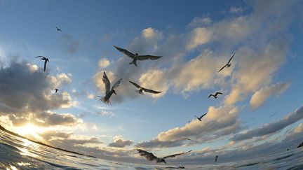 Au premier regard, l’immensité marine, nous semble vide. Pourtant, il n’en est rien. Mais seuls les oiseaux, véritables sentinelles peuvent nous guider vers cette vie cachée. Quand fous, goélands et sternes harponnent un banc d'anchois ou de sardines, c’est bien la preuve que la vie y bouillonne. Mais ces scènes ont tendance à se raréfier dans certaines parties du globe car le réchauffement de l’eau empêche la migration des sardines comme en 2013 et 2014. D’autres dangers guettent nos mers et nos océans. 80% des stocks de poissons sont surexploités par la pêche. En 2048, à ce rythme, les poissons pourraient avoir définitivement disparu. Autre problème majeur : les 260.000 tonnes de déchets qui flottent sur les eaux.  (Joe Bunni)