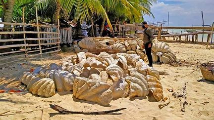 Un&nbsp;garde-côtes inspecte des coquilles de palourdes géantes saisies, sur une plage&nbsp;de la province de Palawan, aux Philippines, le 16 avril 2021. (HANDOUT / PHILIPPINE COAST GUARD (PCG) / AFP)