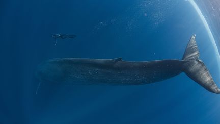 Une baleine bleue et un plongeur au large du Sri Lanka. (MEDIADRUMWORLD.COM/SIMONLORENZ/@ / MAXPPP)