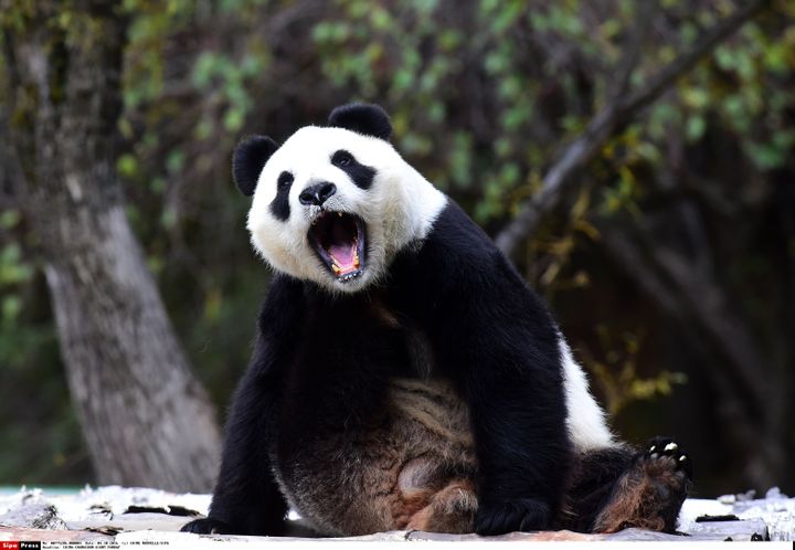 Le panda géant Jia Jia, au Siberian Tiger Park de&nbsp;Changchun (Chine), le 4 octobre 2016. (CHINE NOUVELLE/SIPA / XINHUA)