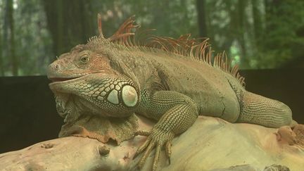 Crise énergétique : un zoo craint des dépenses trop fortes pour réchauffer les bêtes (France 3)