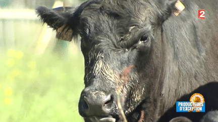 Gastronomie : à la découverte de la Black Angus, une vache haut de gamme