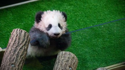 DECEMBRE. Yuan Meng, le bébé panda du Zoo de Beauval (Loir-et-Cher), le 4 décembre 2017. (VINCENT LOISON / SIPA)