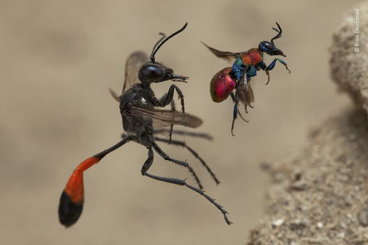 "A tale of two wasps" de&nbsp;Frank Deschandol, catégorie "comportement : invertébrés". (© FRANK DESCHANDOL / WILDLIFE PHOTOGRAPHER OF THE YEAR 2020)