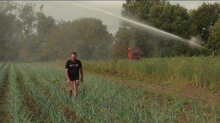 Chaleur : des maraîchers contraints d’arroser en plein mois d’octobre