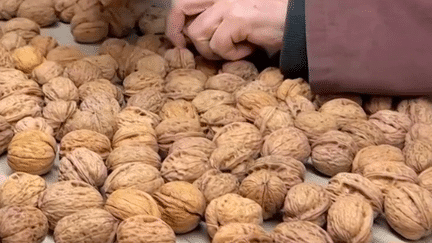 Agriculture : les producteurs de noix appellent à l'aide (France 3)