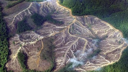 Les Nations unies ont proclamé 2011, Année internationale de la forêt.
	  (AFP PHOTO / ROMEO GACAD)